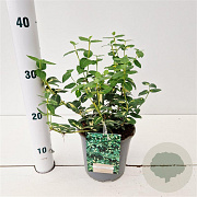 Euonymus fort. 'Sunspot' 20-25 cm C1.5