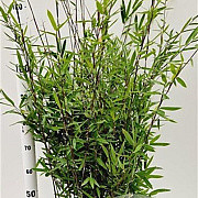 Fargesia nitida 'Black Pearl' 80-100 cm 5,0L