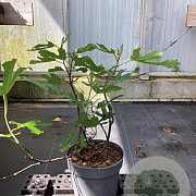 Ficus car. Little Miss Figgy 40-50 cm 3,0L
