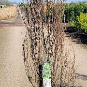 Frangula alnus Fine Line 125-150 cm 20L