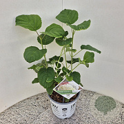 Hydrangea a. Strong Annabelle 30-35 cm 5,0L