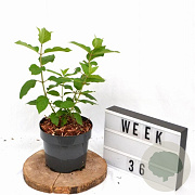 Hydrangea pan. 'Polar Bear' 25-30 cm 3,0L