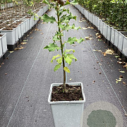 Ilex aquifolium 60-80 cm P15
