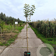 Malus d. 'Florina' 175-200 cm wortelgoed