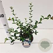 Osmanthus burkwoodii 30-40 cm 2,5L