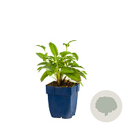 Persicaria bistorta GM  P11