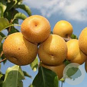 Pyrus pyrifolia 'Olympic' 175-200 cm 7,5L Gestokt