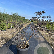 Sambucus nigra Black Lace 40-60 cm 7,5L
