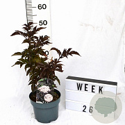 Sambucus nigra Black Tower 30-50 cm 3,0L