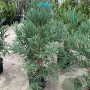 Sequoiadendron giganteum 100-125 cm 20L
