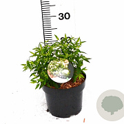 Spiraea jap. 'Albiflora' 20-25 cm 3,0L