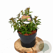 Spiraea jap. 'Anthony Waterer' 20-30 cm 3,0L