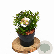 Spiraea jap. 'Genpei' 20-30 cm 3,0L