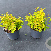 Spiraea jap. 'Golden Princess' 20-30 cm 3,0L