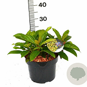 Viburnum davidii 30-50 cm 5,0L