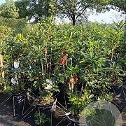 Rhododendron (AK) 'Golden Eagle' 80-100 cm 15L