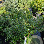 Rhododendron (AJ) 'Kermesina' 40-50 cm 10L