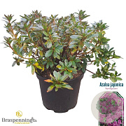 Rhododendron (AJ) 'Königstein' 40-50 cm 10L
