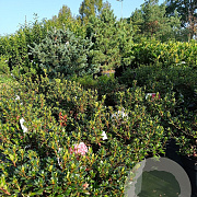 Rhododendron (AJ) 'Maruschka' 40-50 cm 10L