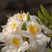 Rhododendron (AK) 'Persil' 100-125 cm 15L