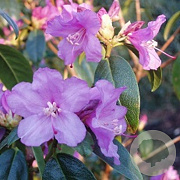 Rhododendron 'Praecox' 60-80 cm 15L