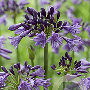 Agapanthus Poppin Purple GM P9