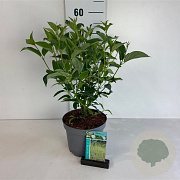 Cornus sericea 'Flaviramea' 30-40 cm 3,5L