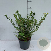 Spiraea nipp. 'Snowmound' 30-40 cm 3,5L