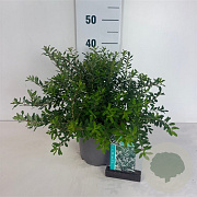Spiraea nipp. 'Snowmound' 30-40 cm 3,5L