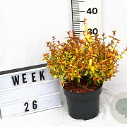 Abelia grandifl. 'Kaleidoscope' 20-25 cm 3,0L