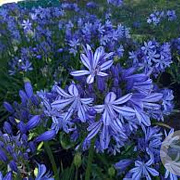 Agapanthus 'Charlotte' GM P9
