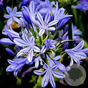 Agapanthus 'Charlotte' GM P9