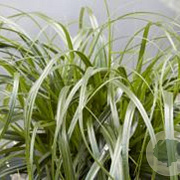 Carex Ribbon Falls GM P9