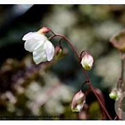 Epimedium 'Alabaster' GM P9