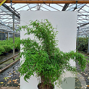 Fargesia 'Jiuzhaigou 4' 80-100 cm 7,5L