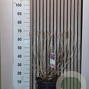 Hydrangea pan. Bonfire 40-50 cm 7,5L