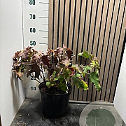 Hydrangea quercifolia 40-45 cm 7,5L