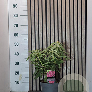 Rhododendron 'Nova Zembla' 40-45 cm 5,0L