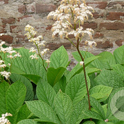 Rodgersia samb. 'Rotstiel' GM P9