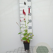 Persicaria a. 'Speciosa' GM P9