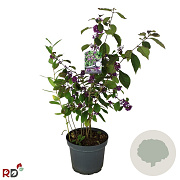 Callicarpa bod. 'Profusion' 80-100 cm 7,5L