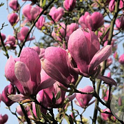 Magnolia soul. 'Lennei' 100-125 cm 7,5L