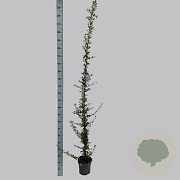 Pyracantha 'Golden Charmer' 150-175 cm 5,0L