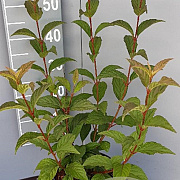 Viburnum bodn. 'Charles Lamont' 50-60 cm 5,0L