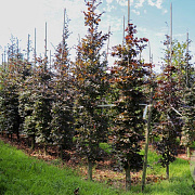 Fagus syl. 'Atropunicea' 14-16 HO draadkluit