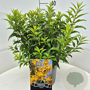 Forsythia int. Minigold 40 cm 10L