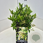 Ligustrum lucidum 30-40 cm 6,5L