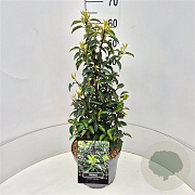 Prunus l. 'Angustifolia' 60 cm 10L
