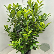 Prunus I. 'Rotundifolia' 120-130 cm 15L