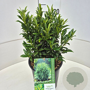 Prunus l. Sofia 30-40 cm 6,5L